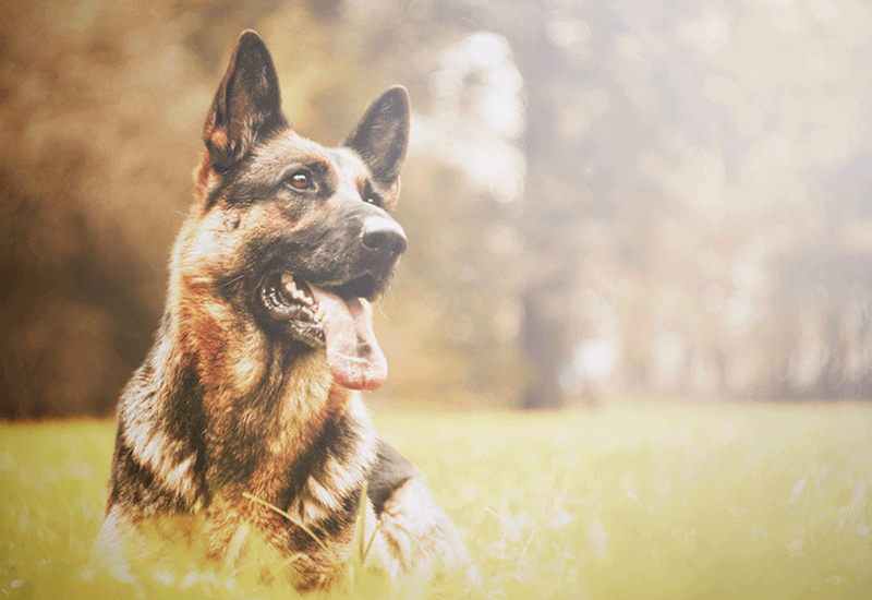 CÃES REATIVOS CÃES AGRESSIVOS