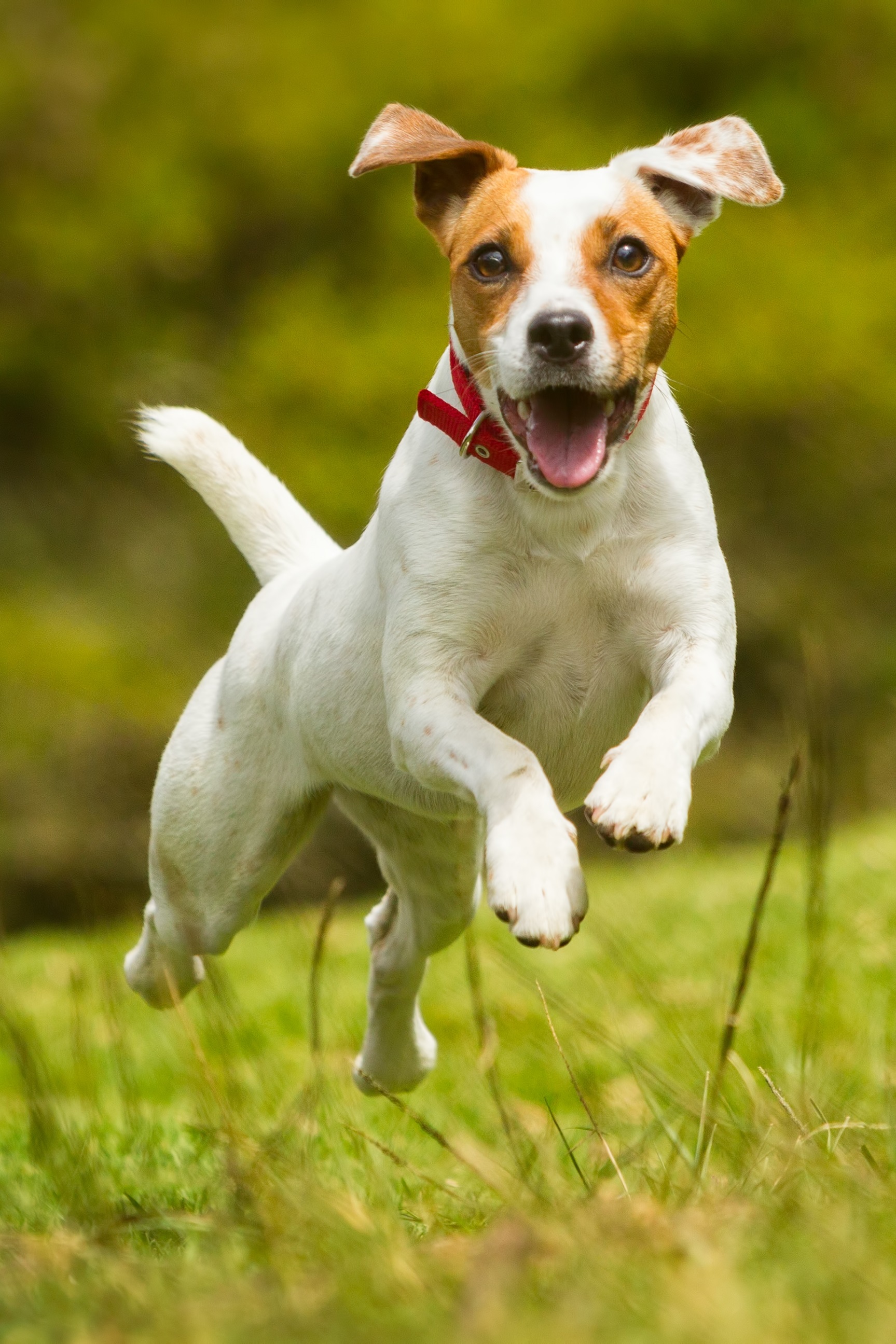 Aplicação prática com cães