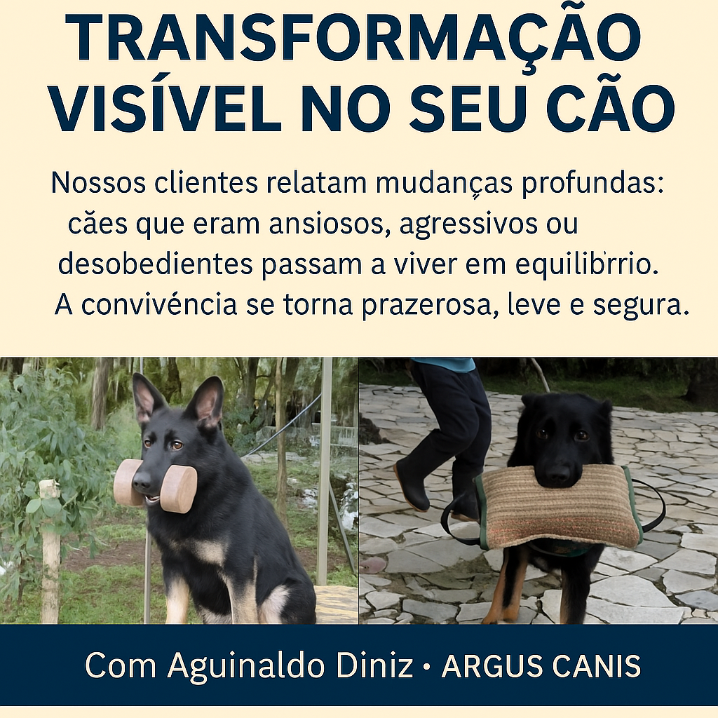 Adestramento de cães em Curitiba com Aguinaldo Diniz. Método ASRC™ exclusivo, o melhor e incomparável em resultados para cães e famílias.